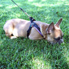 French Bulldog lying down on shady grass wearing Tre Ponti Mesh Adjustable Harness in Lavender