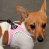 Young Short Haired Terrier wearing Tre Ponti Genesis Strap Harness with reflective trims in Pink