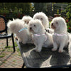 Bichon Frise group sitting on outdoor garden table wearing Tre Ponti Genesis Buckle Harness in Black with reflective trims 