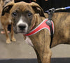 Brindle Pitbull Terrier puppy at dog show wearing Tre Ponti Genesis Adjustable Harness in Red with reflective trims