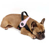 French Bulldog in studio pose wearing Tre Ponti Primo harness in pink