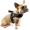 French Bulldog in studio pose wearing Tre Ponti Primo Plus harness in black