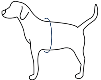 Where to measure your dog's chest, just behind the front legs